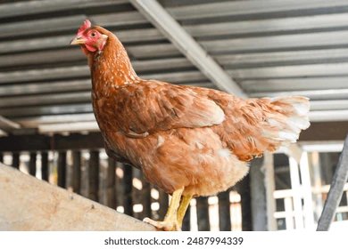 平飼いで育った鶏